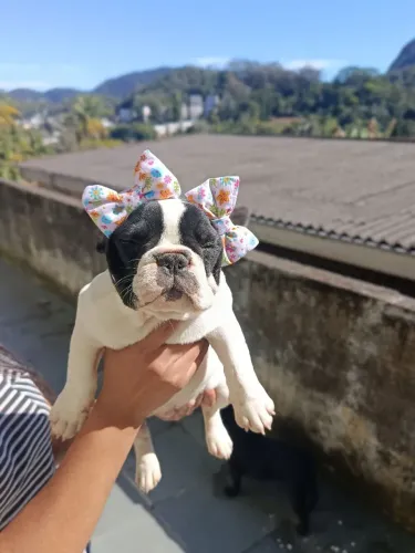 Canil Maison dogs