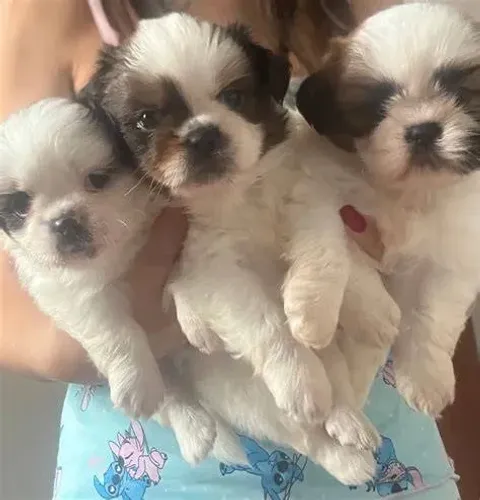 peludinhos e pequenos shipoo