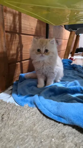 Gato Persa 