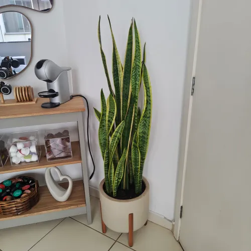 Planta Espada de são Jorge + vaso