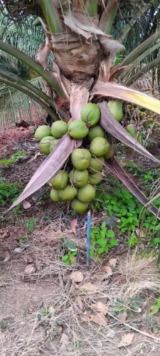 fazenda de coqueiros com 8 mil pés plantados negociamos de porteira fechada