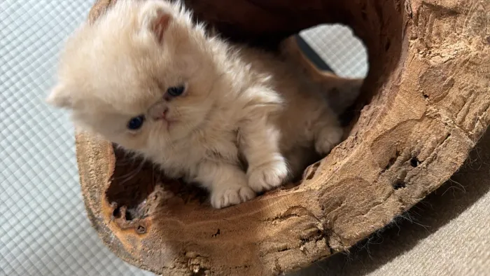 Gatos persa lindos 2 machinho ?