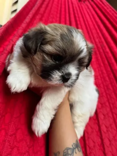 Filhotes de Lhasa Apso | Muito Carinho Desde os Primeiros Dias