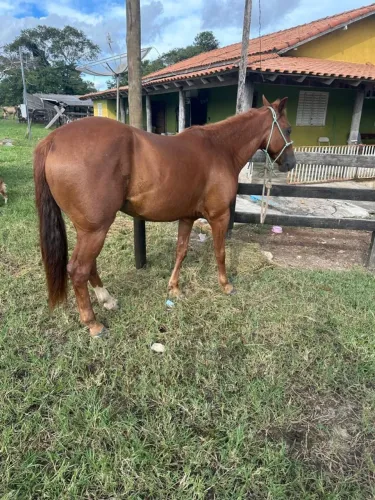Animal de laço 