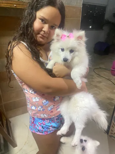 spitz alemão 