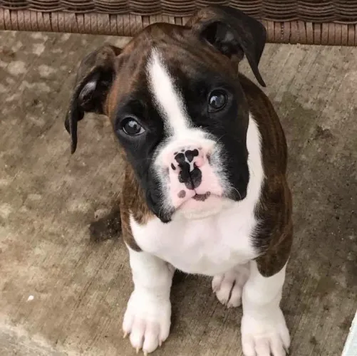 Filhotes De Boxer - Seus Melhores Momentos Estão Preste A Começar