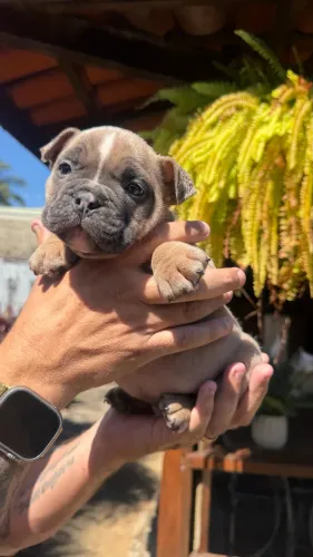 American bully
