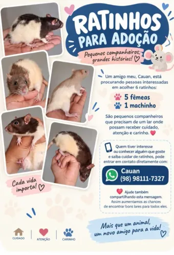 Ratinhos pra doação
