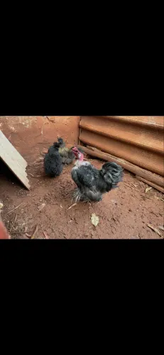 Galinhas sedosas 