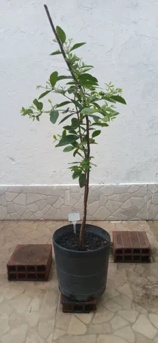 Muda de araçá amarelo