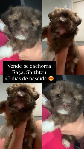 Cachorro pra venda de raça 