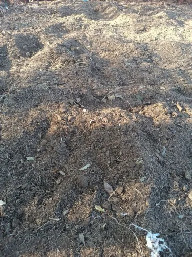 Esterco de equino