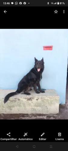 Tenho um pra cruza f c Zezinho n f * 