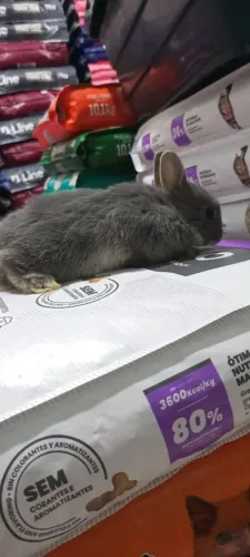 Mini coelhos