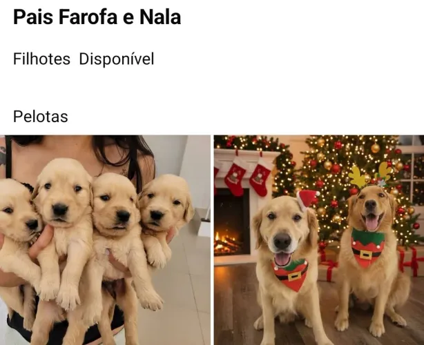 Ultimos Filhotes de Golden Retriever disponíveis 
