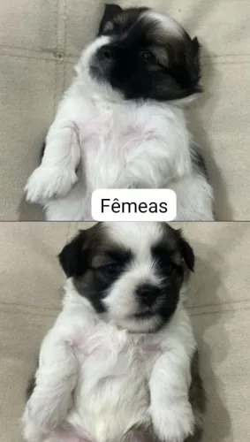 Filhotes de Shitzu