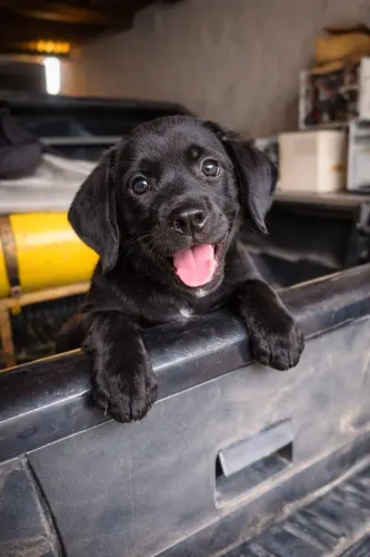 Filhote de Labrador Macho