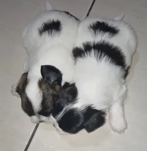 Shih tzu inteligente e encantador