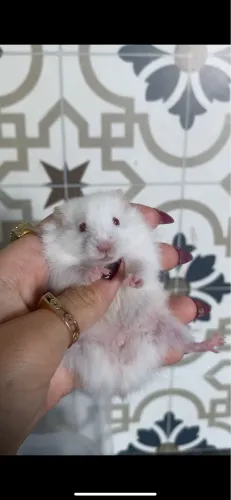 Vendo hamster sírio