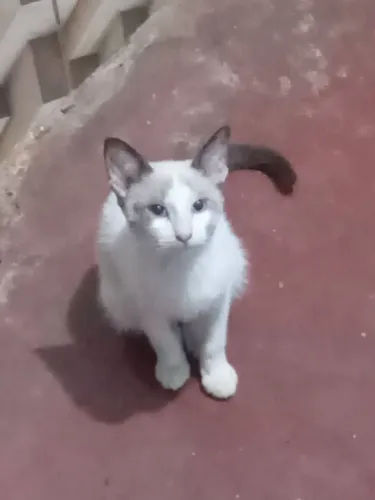 Doação de 3 fêmea castradas raça