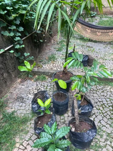Açai , Graviola , Cupuaçu , Cajá Manga , Rambutan, Caju