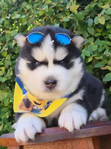 Filhotes husky wooly