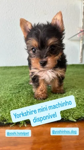 Yorkshire mini macho disponível