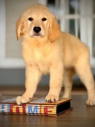 Raça Golden Retrivier