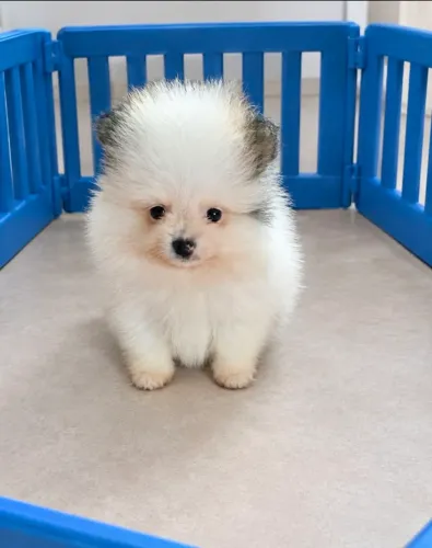 Lulu da pomerânia &&spitz Alemão 
