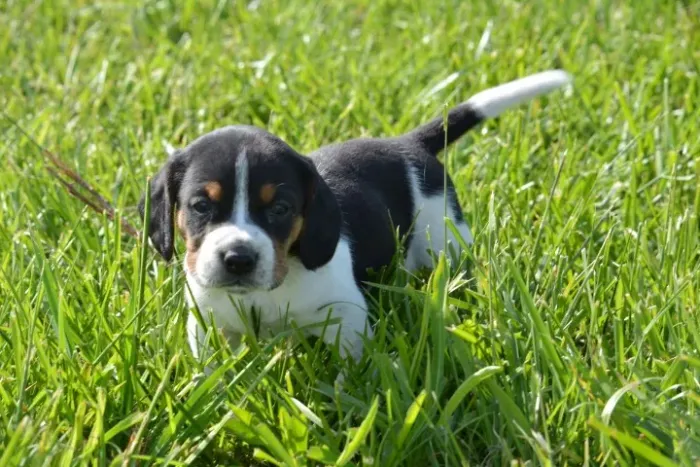 Beagle adorável para momentos felizes juntos