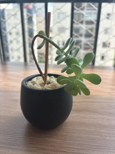 Vaso decorativo de planta 