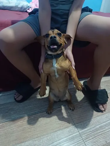 Doação de cachorro - Fêmea 