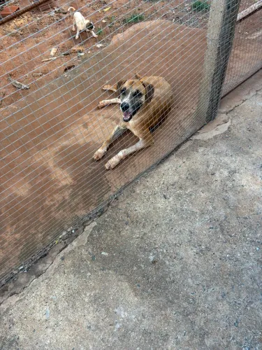 Adoção responsável