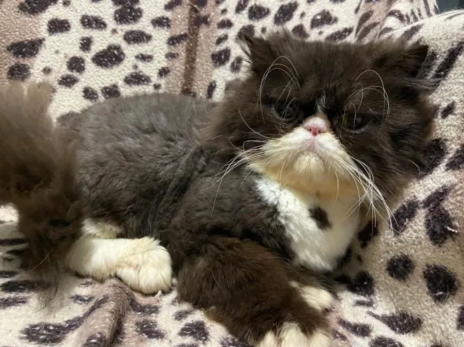 Vende-se gato persa bicolor