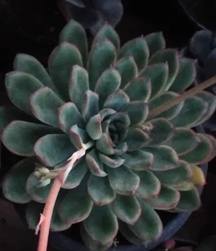 Suculenta 