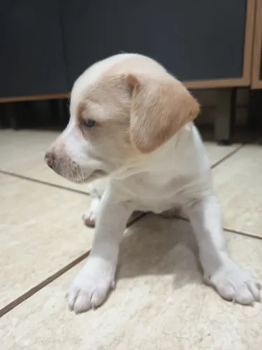 Doação cachorrinho