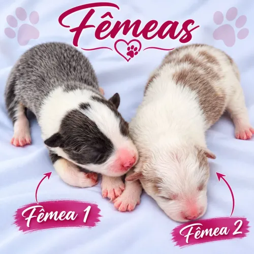 Lindos filhos de border collie.