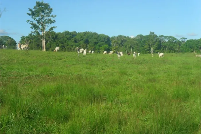 2.500 hectares terra pra cria vacas por 16 mil reais o hectare no Pará 200 km de Belém
