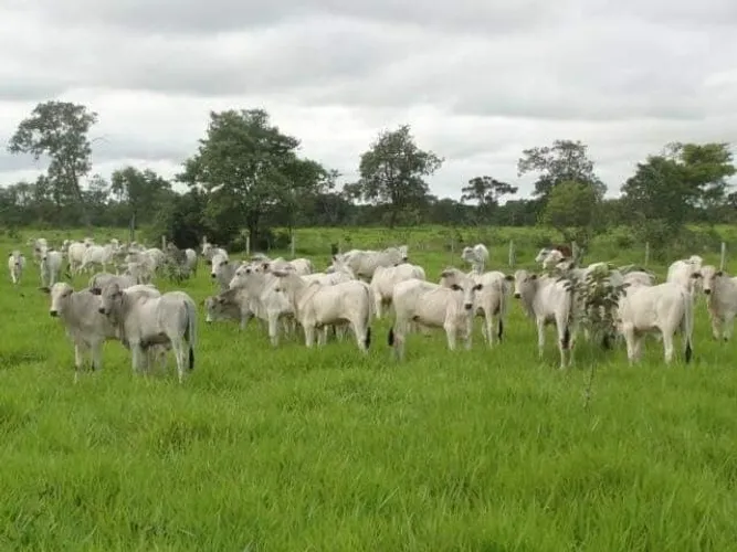330 alqueires por 15 milhões há 230 km de Belém 100% documentada
