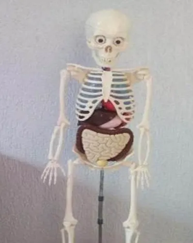 Coleção Corpo Humano Completa Editora Salvat