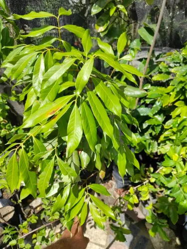 Mudas de Lichia Enxertada