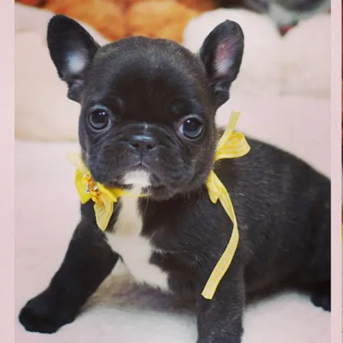 Bulldog Francês machos