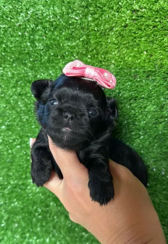 Chihuahua fêmea Pêlo longo Black 