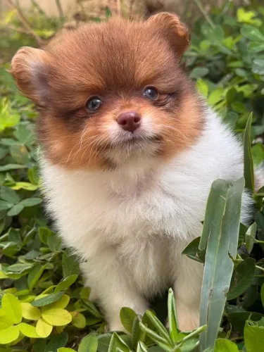 Spitz Alemão. Perfeito menino de narizinho marrom.