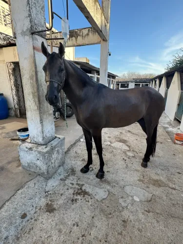 Cavalo