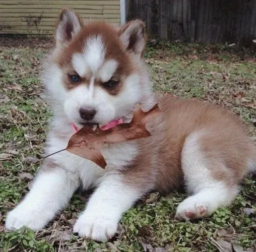 Filhotes de Husky Siberiano laços rosinhas