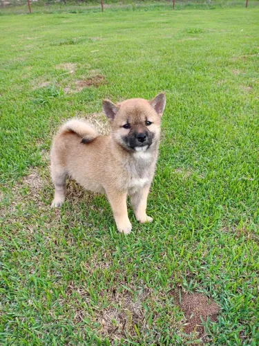 Shiba Inu -Entre em contato para mais informações!