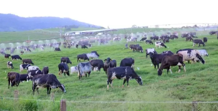 Vacas para criação