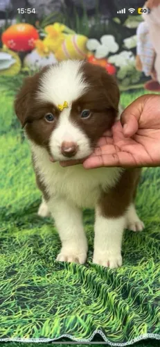 Filhote Border Collie a cor do momento 