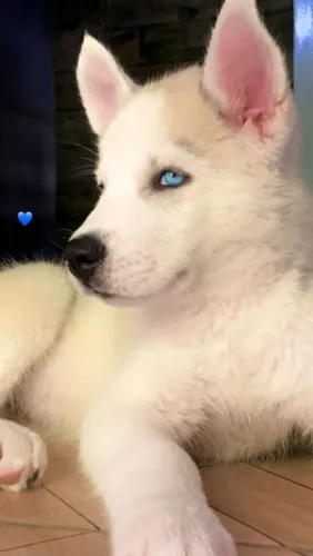 Filhote Husky Siberiano de Olhos Azuis maravilhosos